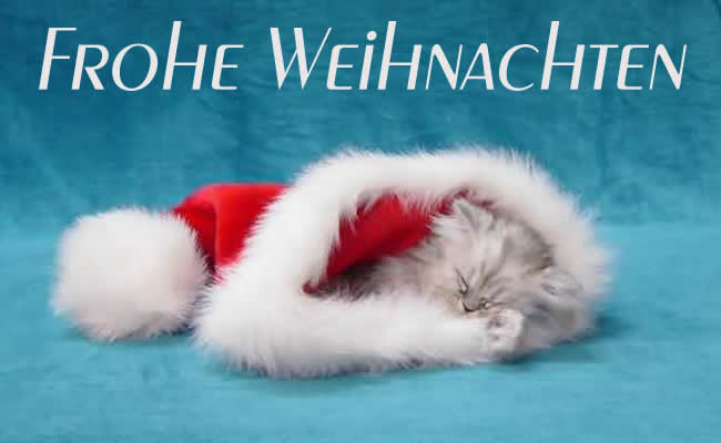 Bild eines süßen Kätzchens in Weihnachtsmannhut